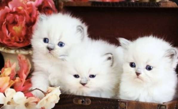 Самые нежные кошечки Рэгдолл в Москве фото 3