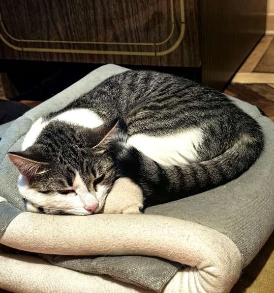 Молодая кошечка Нюша ищет семью в Москве