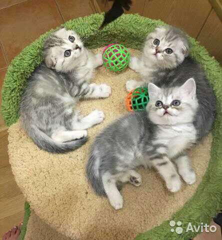 Супер милые котейки в Костроме фото 5