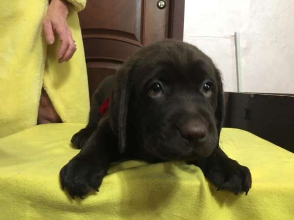 Шоколадные щенки Лабрадора ретривера в Москве фото 6