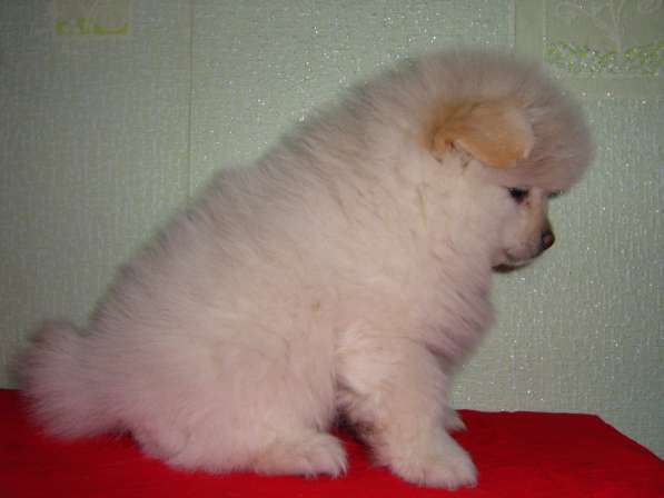 Лисята в Ростове-на-Дону фото 25