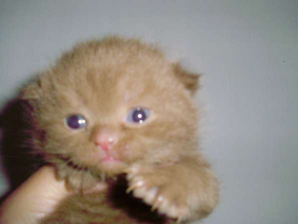 Британский котенок в Краснодаре фото 16