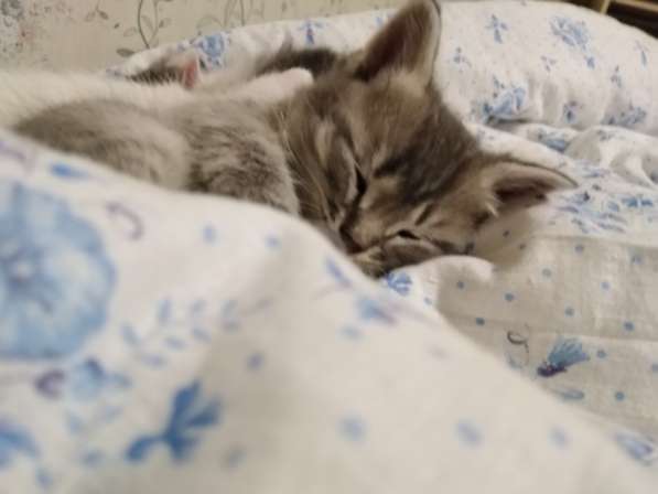 Отдам котят в добрые руки в Березниках фото 10