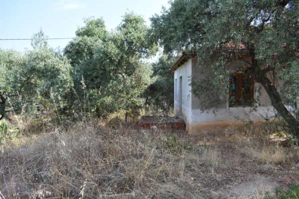Земельный участок с оливковых дерева в районе Скала Сотирос в фото 6