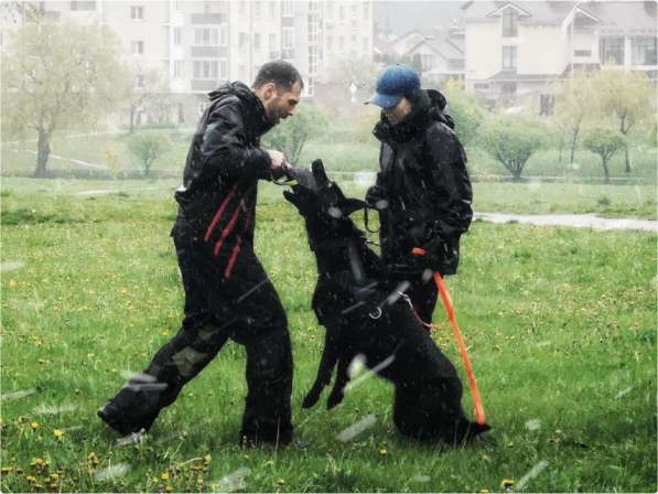 Щенки немецкой овчарки в фото 7