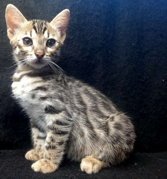 Bengal kitten f2 from Asian leopard cat в 