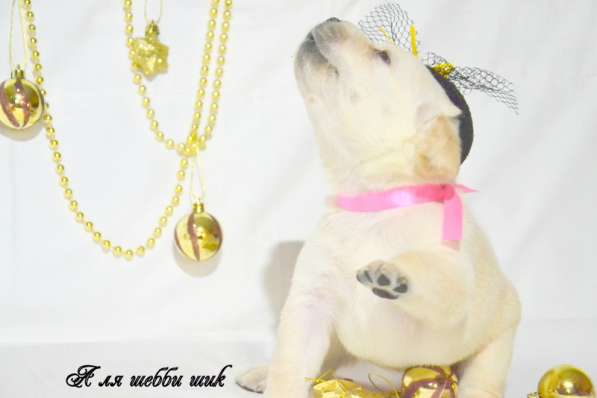 Щенки лабрадора из питомника в Белгороде фото 27