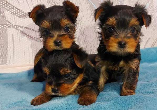 Продам шенков йоркшского терьера в Нижнекамске фото 4