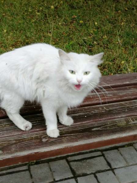 Срочно ищет дом ангорская кошечка в Москве