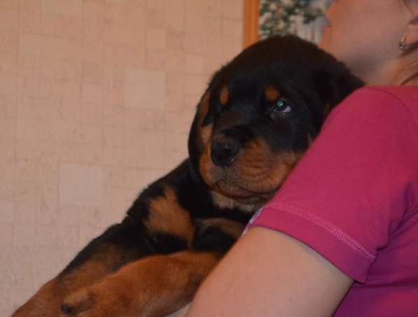 Щенки ротвейлера в Челябинске фото 4