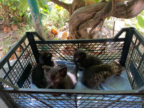 Котята в добрые руки в Ростове-на-Дону фото 3