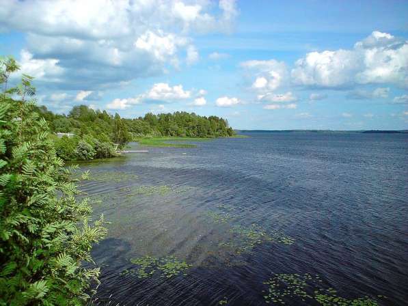 Продажа полуострова на озере в Вологде фото 3