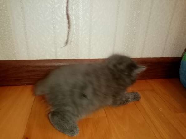 Продажа британских котят в Москве