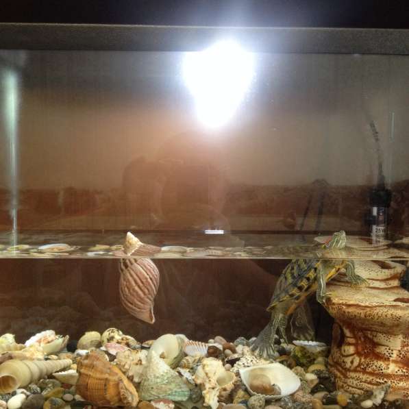 Аквариум, размер 50х25х40, с ракушками и краснаухой черепахо в Владикавказе