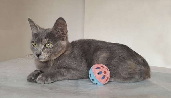 Котенок в добрые руки в Москве фото 12