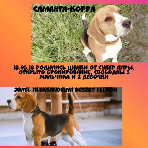 Щенки бигля в Тольятти фото 4