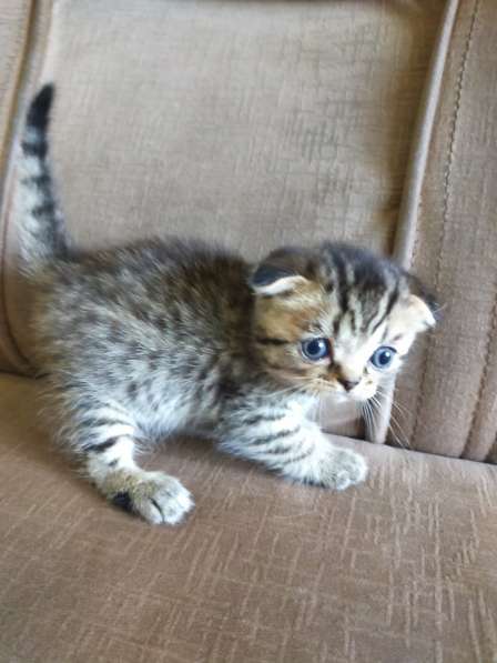 Шотландские котята в фото 42