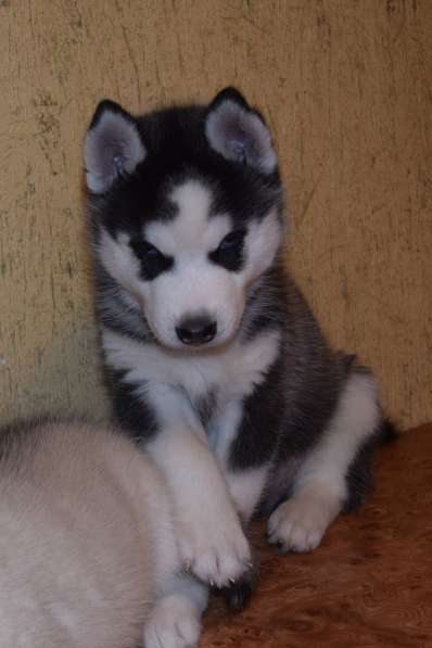 Замечательная девочка хаски. РКФ в Санкт-Петербурге фото 3