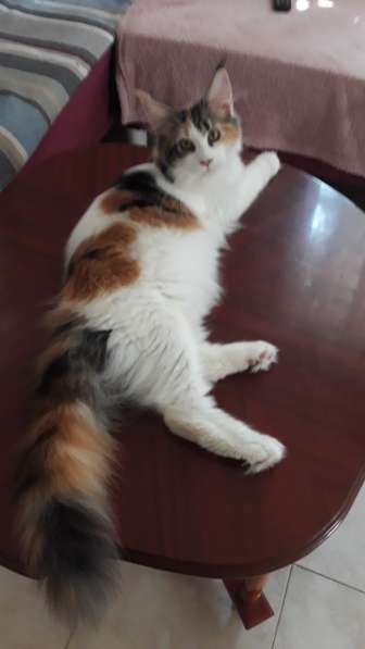 Котята породы Мэйн-кун в фото 7