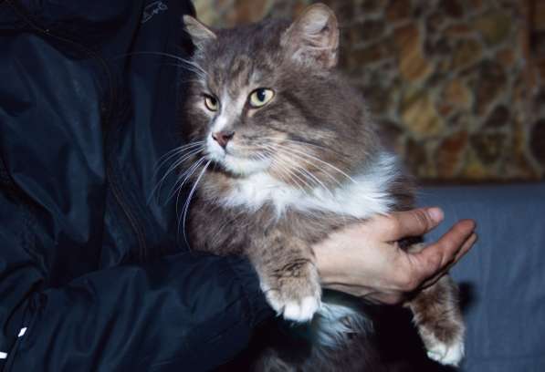 Котик-неженка, котик-мимими? в Екатеринбурге фото 4