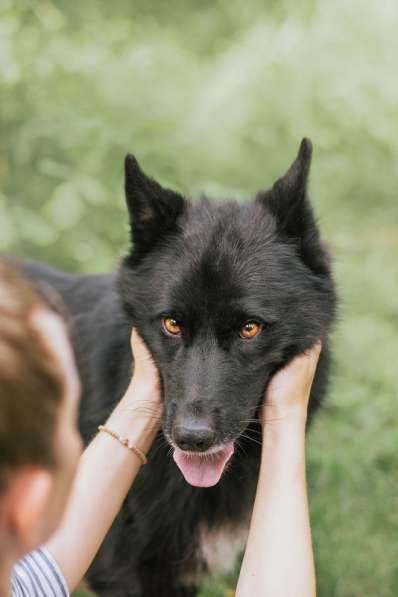 Черныш в самые любящие и ответственные ручки в Москве фото 5