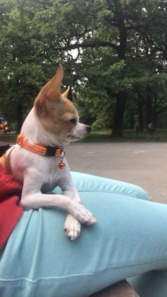 ВЯЗКА ВЕС 1,450 в Москве фото 8