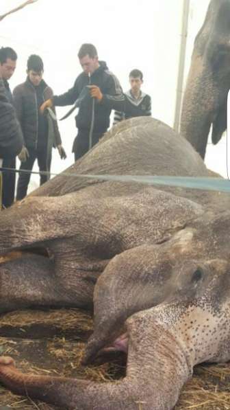 Ужас!!! Смерть слона в цирке братьев Гертнер!!!!