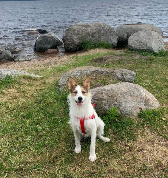 Белая пушистая компактная собачка в Санкт-Петербурге фото 13