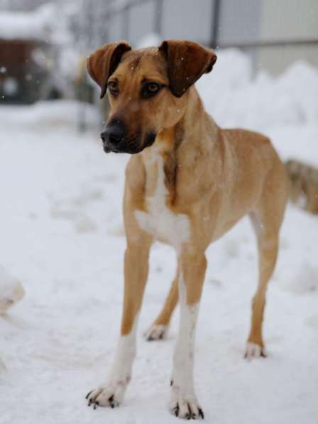 Ищу Дом для Скуби Ду в Москве фото 4