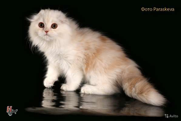 Котенок - счастье в дом в Санкт-Петербурге фото 6