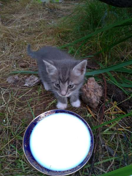 Котята гладкошерстные. Едят самостоятельно, к лотку приучены в Санкт-Петербурге фото 4