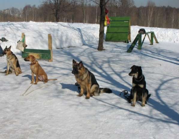 Дрессировка - Школа для собак и владельцев в Москве фото 3