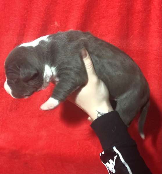 Голубые парни Амсттаффа от чемпиона резерв ркф в Москве фото 21