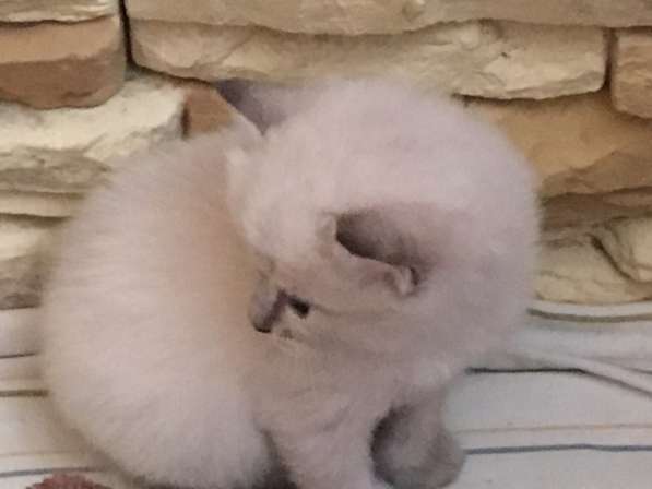 Отдам котят в Пензе фото 6