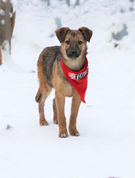 Лисичка-невеличка Сильвия ищет семью! в Москве фото 10