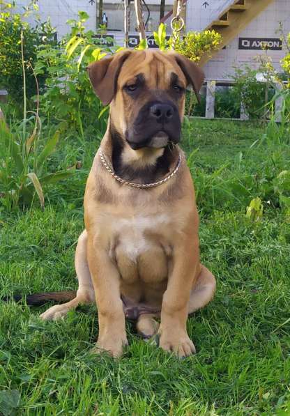 Щенок ка де бо (кадебо)