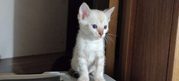 Бенгальский котенок в Калининграде фото 7