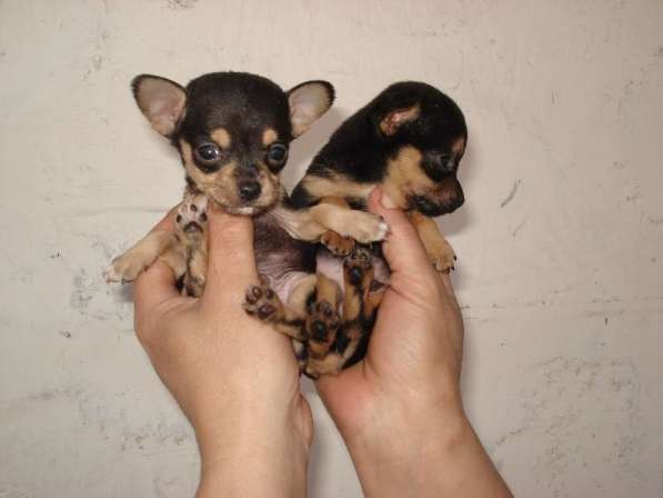 Той терьер мини в Новокузнецке