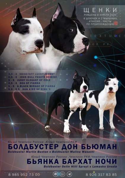 Очаровательные девочки Амстаффа резерв в Москве фото 7