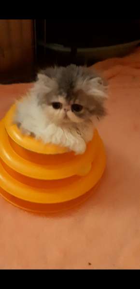 Персидская куколка в новую семью в Вологде фото 5