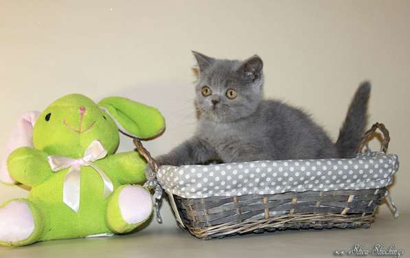 Британские котята, окрас голубой, черный в Самаре фото 14