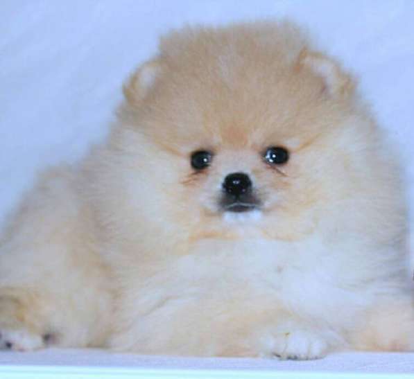 Шикарные щенки померанского шпица из питомника - медвежий ти в фото 27