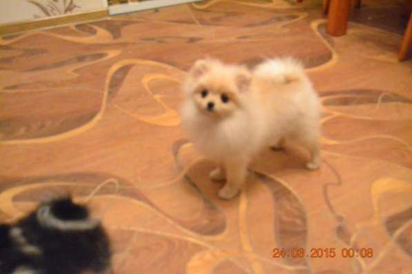 Домашний любимец в Санкт-Петербурге