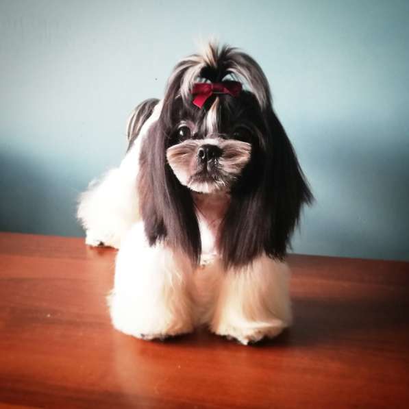 Щенок ши тцу девочка в фото 8