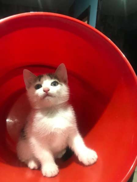 Котята в Перми фото 3