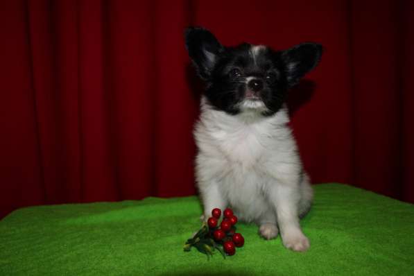 Папийоны в Ростове-на-Дону фото 16