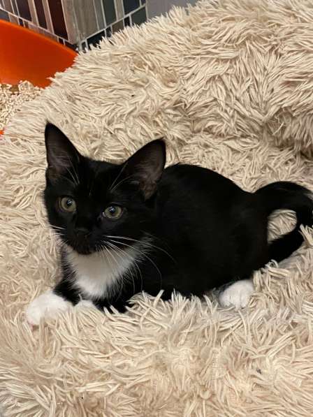 Чудесные котята ищут семью в Москве фото 4