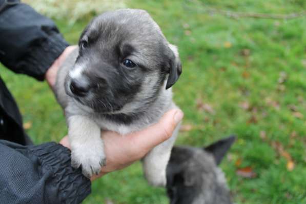 Щенки в добрые руки в Москве фото 5