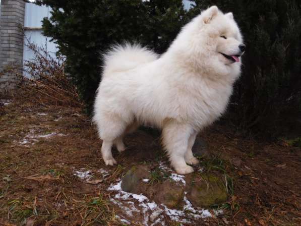 Самоед, мальчик в 