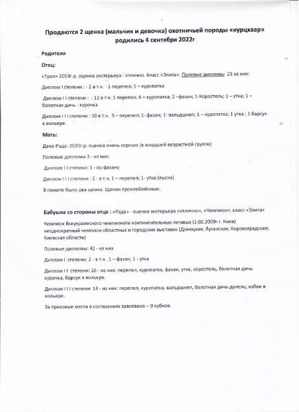 Щенки породы курцхаар в 
